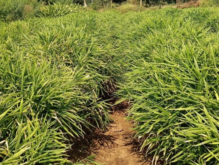 एक जिला एक उत्पाद योजना से बदली तस्वीर