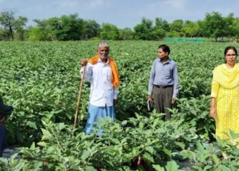 ग्राफ्टेड बैंगन की खेती से बड़ा मुनाफा