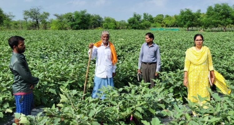 ग्राफ्टेड बैंगन की खेती से बड़ा मुनाफा