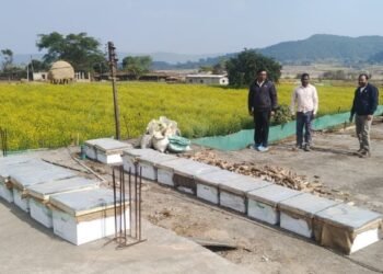 मधुमक्खी पालन: कम लागत में ज्यादा मुनाफे का बेहतर विकल्प