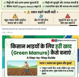 हरी खाद का उपयोग मिट्टी के लिए जीवनदायिनी संजीवनी से कम नहीं