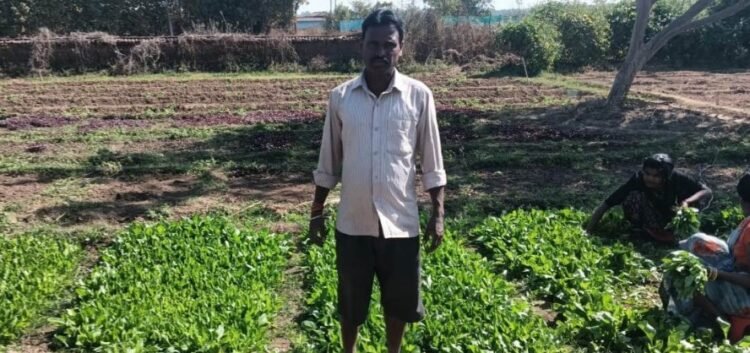 डबरी बनी स्थायी आजीविका का आधार