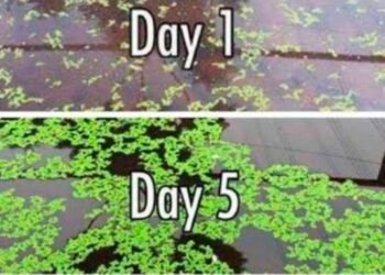 धान फसल के लिए सस्ता, टिकाऊ और प्रभावी जैविक उर्वरक