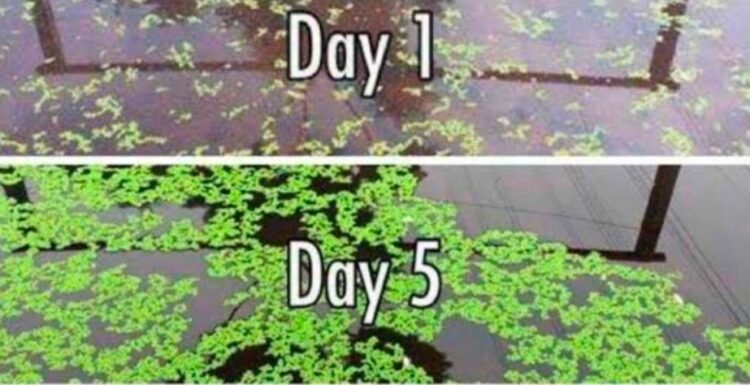 धान फसल के लिए सस्ता, टिकाऊ और प्रभावी जैविक उर्वरक