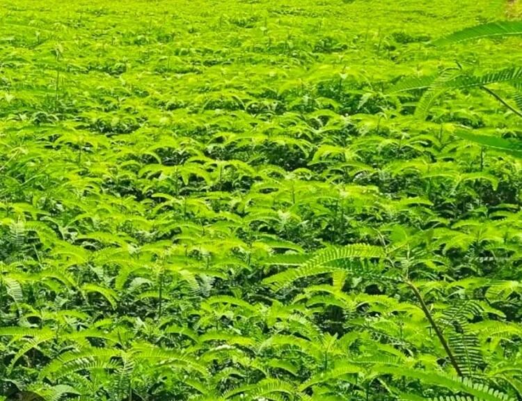 हरी खाद और नील-हरित काई से खेती को मिलेगी नई दिशा