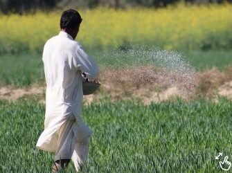 किसानों के खुशखबरी! जरूरत से ज्‍यादा है उर्वरक का भंडार, सिर्फ 266 रुपये में मिलेगी 4000 वाली यूरिया की बोरी