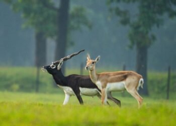 छत्तीसगढ़ का बरनवापारा अभयारण्य बना विलुप्ति के कगार पर पहुंचे काले हिरणों के पुनर्जीवन का मजबूत उदाहरण
