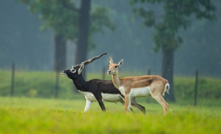 छत्तीसगढ़ का बरनवापारा अभयारण्य बना विलुप्ति के कगार पर पहुंचे काले हिरणों के पुनर्जीवन का मजबूत उदाहरण