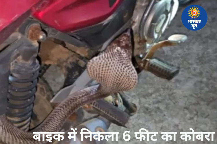 कोरबा में बाइक की सीट के नीचे मिला 6 फीट लंबा ब्लैक कोबरा, रेस्क्यू टीम ने सुरक्षित निकाला