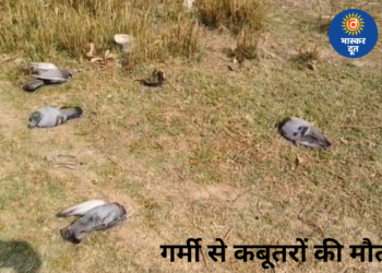 छिंदवाड़ा में गर्मी का प्रकोप: लू और प्यास से कबूतरों की मौत, लोगों से मदद की अपील