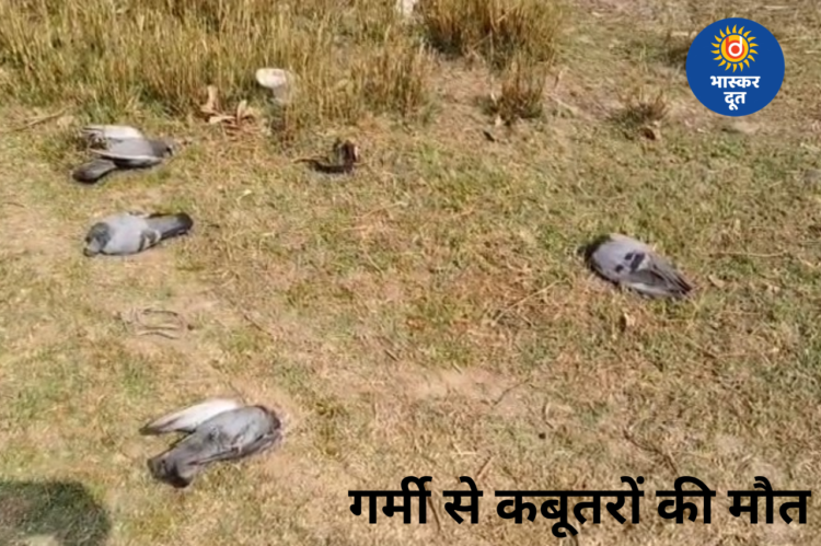 छिंदवाड़ा में गर्मी का प्रकोप: लू और प्यास से कबूतरों की मौत, लोगों से मदद की अपील