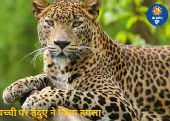 Leopard Attack: गरियाबंद में 3 साल की बच्ची पर तेंदुए का हमला, मां और ग्रामीणों ने बचाई जान