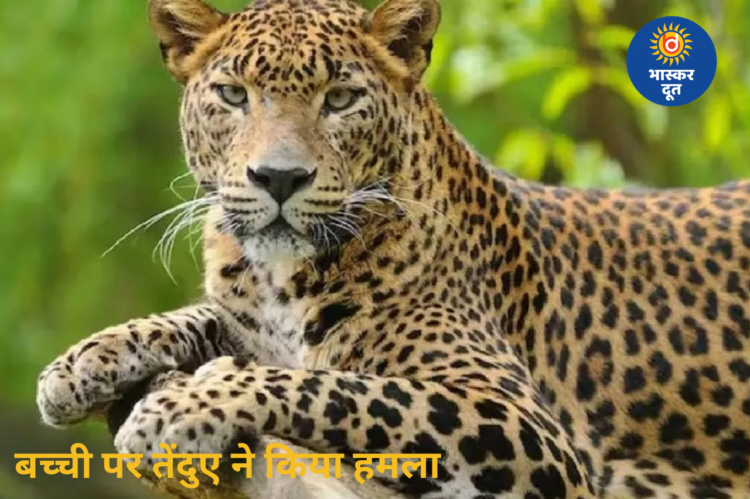 Leopard Attack: गरियाबंद में 3 साल की बच्ची पर तेंदुए का हमला, मां और ग्रामीणों ने बचाई जान