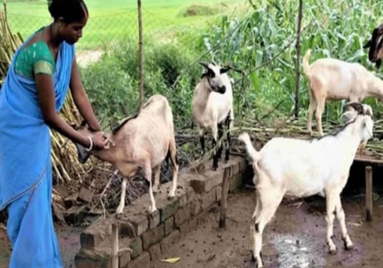धमतरी का भटगांव बनेगा इनोवेशन हब