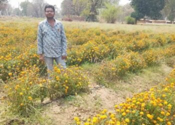 गेंदा की खेती से बढ़ी आय और बनी नई पहचान