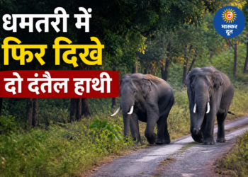 धमतरी में दो दंतैल हाथियों की दस्तक, कई गांवों में अलर्ट जारी
