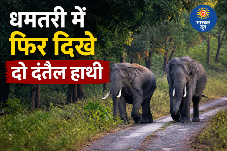 धमतरी में दो दंतैल हाथियों की दस्तक, कई गांवों में अलर्ट जारी