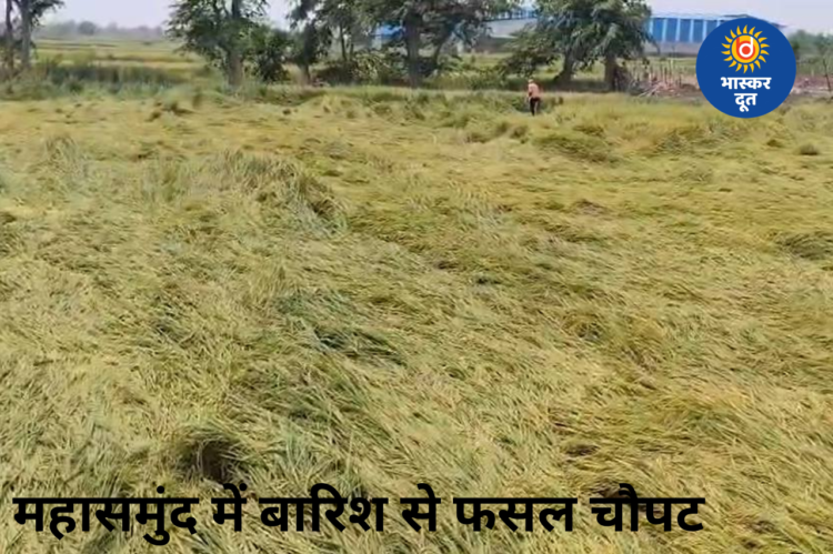 आंधी-बारिश से महासमुंद में धान की फसल बर्बाद, किसानों को भारी नुकसान, प्रशासन से मदद की मांग