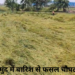 आंधी-बारिश से महासमुंद में धान की फसल बर्बाद, किसानों को भारी नुकसान, प्रशासन से मदद की मांग