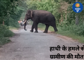 बारनवापारा अभयारण्य में दंतैल हाथी का आतंक, हमले में ग्रामीण की मौत, 10 से ज्यादा गांवों में अलर्ट