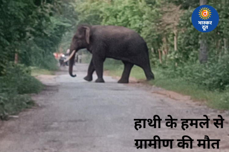 बारनवापारा अभयारण्य में दंतैल हाथी का आतंक, हमले में ग्रामीण की मौत, 10 से ज्यादा गांवों में अलर्ट