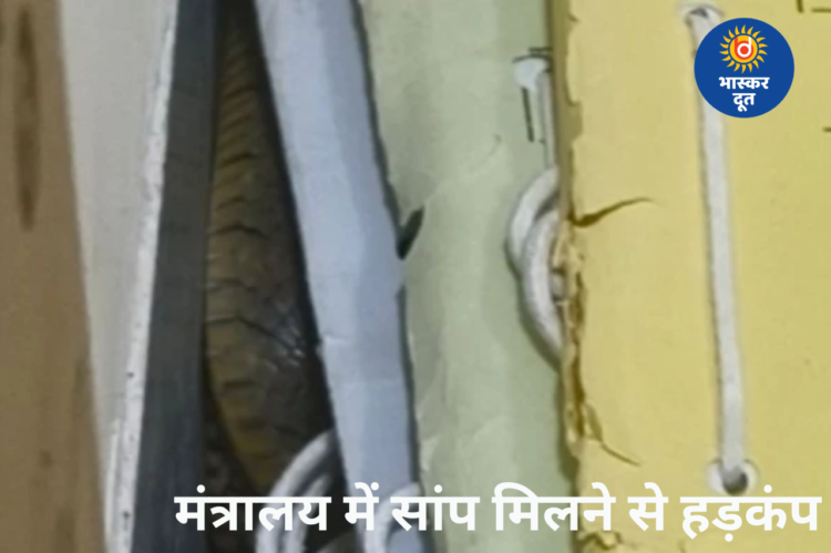 मंत्रालय में फाइलों के बीच मिला सांप, कर्मचारियों में हड़कंप