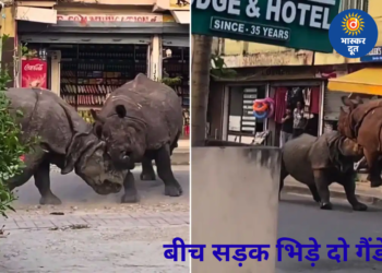 नेपाल में बीच सड़क भिड़े दो गैंडे, खौफनाक लड़ाई का VIDEO वायरल