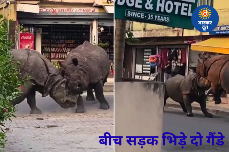 नेपाल में बीच सड़क भिड़े दो गैंडे, खौफनाक लड़ाई का VIDEO वायरल