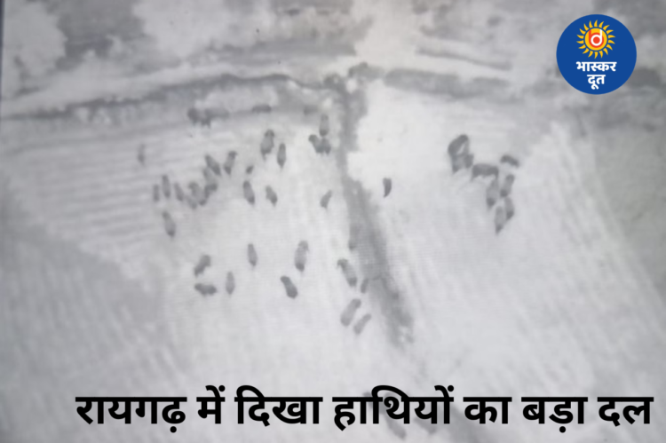 रायगढ़ में दिखा 51 हाथियों का बड़ा दल, ड्रोन कैमरे में कैद, वन विभाग अलर्ट