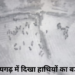 रायगढ़ में दिखा 51 हाथियों का बड़ा दल, ड्रोन कैमरे में कैद, वन विभाग अलर्ट