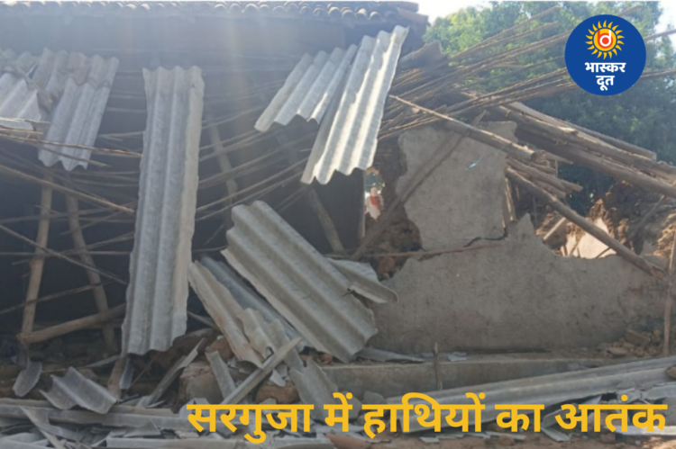 छत्तीसगढ़ के सरगुजा में हाथियों का कहर, घर और स्कूल को किया नुकसान, ग्रामीणों में दहशत