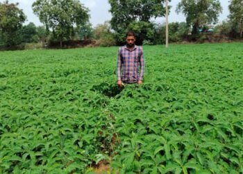 हरी खाद (ढैंचा) से संवर रही खेतों की सेहत, टिकाऊ खेती की ओर बढ़ रहे किसान