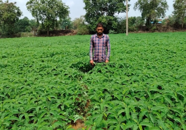 हरी खाद (ढैंचा) से संवर रही खेतों की सेहत, टिकाऊ खेती की ओर बढ़ रहे किसान