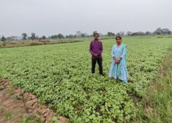 फसल विविधीकरण बना आर्थिक समृद्धि का आधार