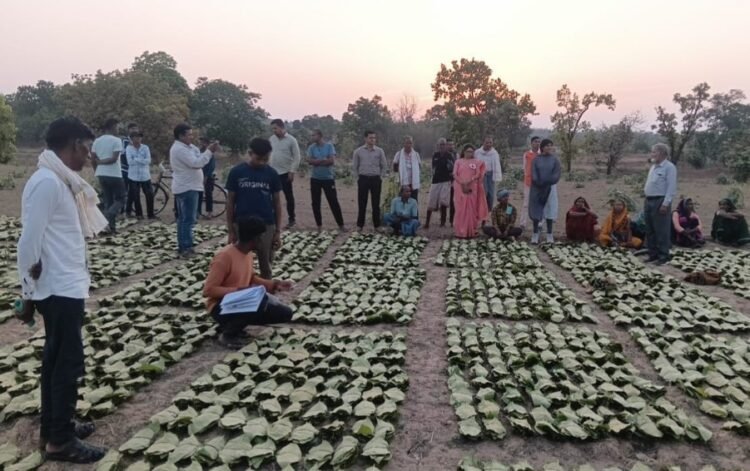 साय सरकार के सुशासन में तेन्दूपत्ता संग्राहकों को मिली आर्थिक मजबूती, 10,160 हितग्राहियों के खातों में पहुँची 1.39 करोड़ रुपये से अधिक की बोनस राशि