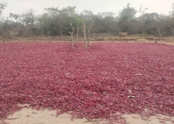 मल्चिंग तकनीक ने बदली किसान राजेन्द्र की तकदीर