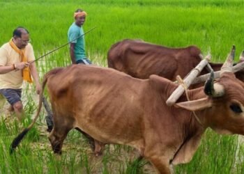 अपनी माटी और खेती-किसानी से मुख्यमंत्री श्री विष्णु देव साय का आत्मीय जुड़ाव