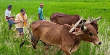 अपनी माटी और खेती-किसानी से मुख्यमंत्री श्री विष्णु देव साय का आत्मीय जुड़ाव