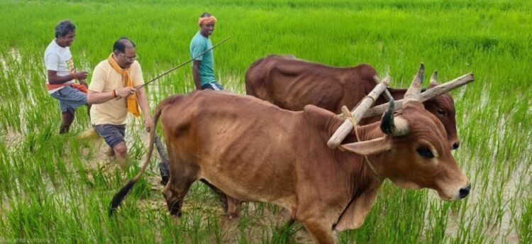 अपनी माटी और खेती-किसानी से मुख्यमंत्री श्री विष्णु देव साय का आत्मीय जुड़ाव