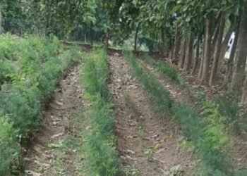 सतावर की खेती से कम लागत में अधिक मुनाफा