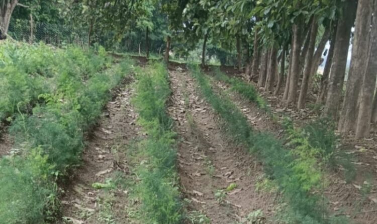 सतावर की खेती से कम लागत में अधिक मुनाफा
